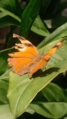 Doleschallia bisaltide