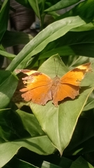 Doleschallia bisaltide