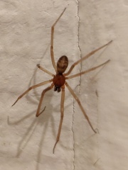 Steatoda grossa
