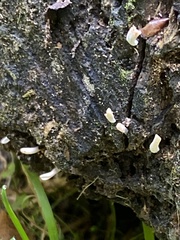 Xylaria hypoxylon