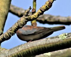 Streptopelia senegalensis senegalensis