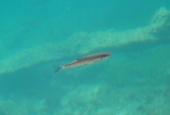Squalius cephalus