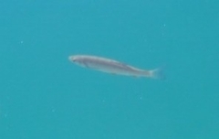 Squalius cephalus