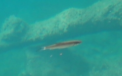 Squalius cephalus