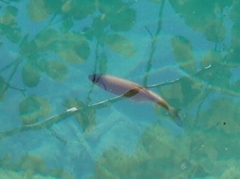 Squalius cephalus