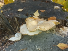 Neolentinus lepideus