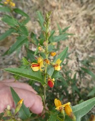 Podolobium ilicifolium