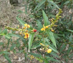 Podolobium ilicifolium