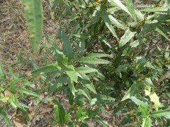 Podolobium ilicifolium