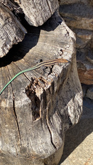 Anatololacerta anatolica