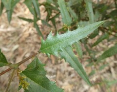 Podolobium ilicifolium