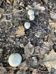 Fungi