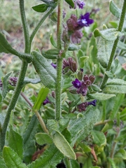 Anchusa officinalis
