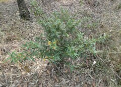 Podolobium ilicifolium