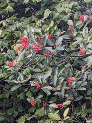 Cotoneaster coriaceus