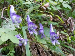 Aconitum variegatum