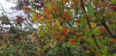 Ribes diacanthum
