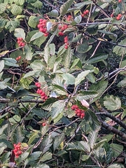 Cotoneaster coriaceus