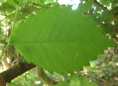 Ulmus laevis