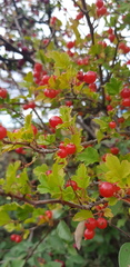 Ribes diacanthum