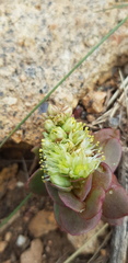 Orostachys malacophylla