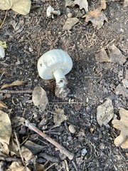 Fungi