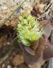 Orostachys malacophylla