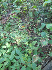 Sanicula chinensis