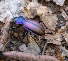 Carabus schoenherri