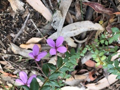 Tetratheca thymifolia