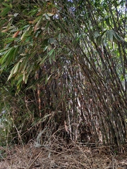 Gigantochloa apus