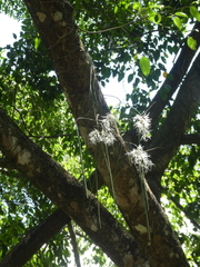 Dendrobium teretifolium