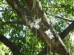 Dendrobium teretifolium