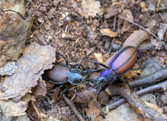 Carabus schoenherri