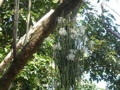 Dendrobium teretifolium