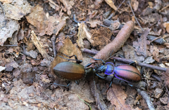 Carabus schoenherri