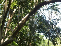 Dendrobium teretifolium