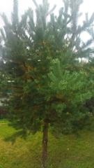 Pinus sylvestris