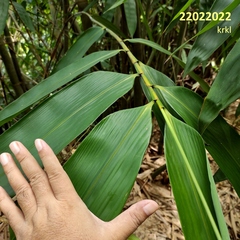 Gigantochloa apus