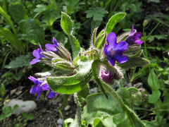 Anchusa officinalis
