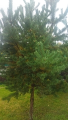 Pinus sylvestris