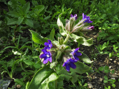 Anchusa officinalis