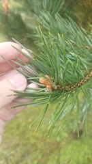 Pinus sylvestris