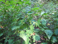 Acer pseudosieboldianum