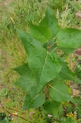 Populus laurifolia