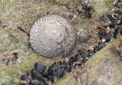 Bembicium nanum