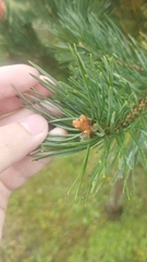 Pinus sylvestris