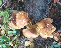 Tricholomopsis rutilans