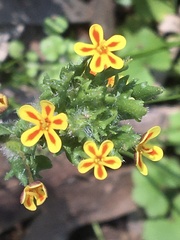 Zaluzianskya divaricata