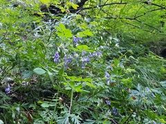 Aconitum variegatum